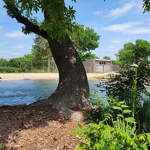 Louisville 5/22 - Giraffes