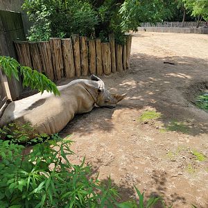 Louisville 5/22 - Rhinoceros