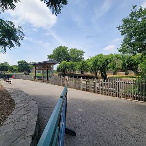 Louisville 5/22 - African lions