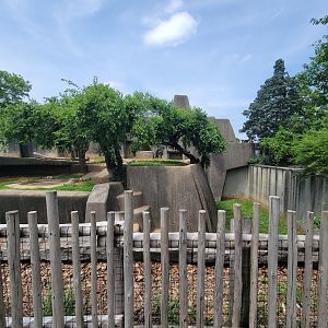 Louisville 5/22 - African lions