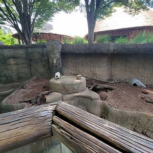 Louisville 5/22 - Meerkats