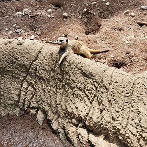 Louisville 5/22 - Meerkat relaxing