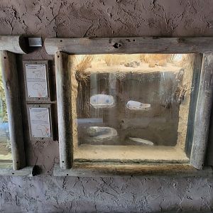 Louisville 5/22 - Naked mole-rats