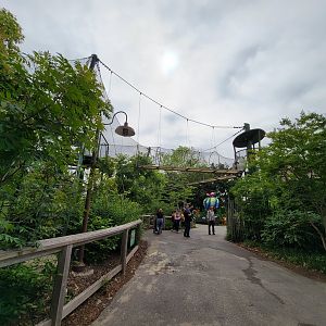 Louisville 5/22 - Guereza Colobus / Schmidt's red-tailed monkey overhead paths