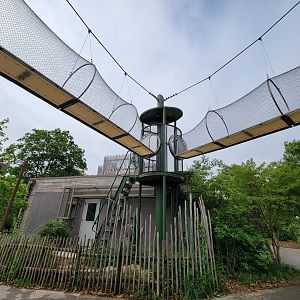 Louisville 5/22 - Guereza Colobus / Schmidt's red-tailed monkey overhead paths
