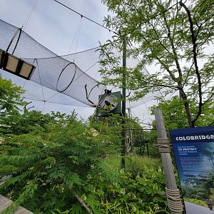 Louisville 5/22 - Guereza Colobus / Schmidt's red-tailed monkey, Colobuses playing