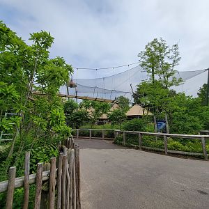 Louisville 5/22 - Guereza Colobus / Schmidt's red-tailed monkey, from other side