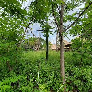 Louisville 5/22 - Guereza Colobus / Schmidt's red-tailed monkey