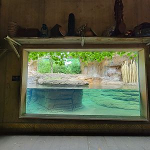 Louisville 5/22 - Pygmy hippopotamus