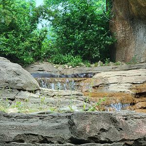 Louisville 5/22 - Pygmy hippopotamus camouflaged