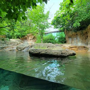 Louisville 5/22 - Pygmy hippopotamus