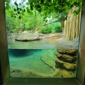 Louisville 5/22 - Pygmy hippopotamus, secondary window