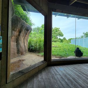 Louisville 5/22 - Lowland Gorillas