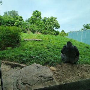 Louisville 5/22 - Lowland Gorillas