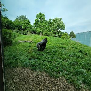 Louisville 5/22 - Lowland Gorillas