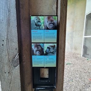 Louisville 5/22 - Lowland Gorillas in residence