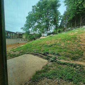 Louisville 5/22 - Tiger Taiga