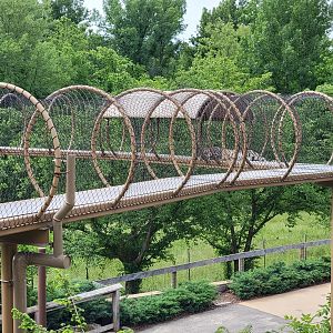 Louisville 5/22 - Snow leopard in overhead path