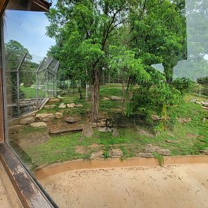 Louisville 5/22 - Tiger Taiga