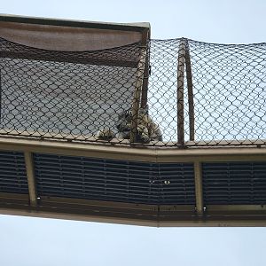 Louisville 5/22 - Snow leopard overhead