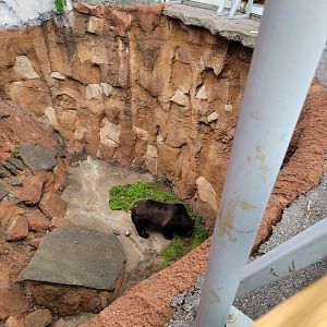 Louisville 5/22 - Glacier Run, polar bear / brown bear exhibit