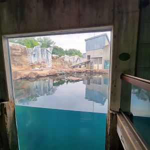 Louisville 5/22 - Glacier Run, polar bear / brown bear exhibit pool from indoors