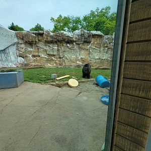 Louisville 5/22 - Glacier Run, polar bear / brown bear exhibit