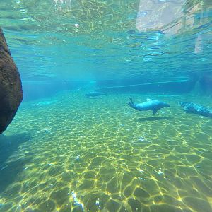 Louisville 5/22 - Glacier Run, harbor and gray seals