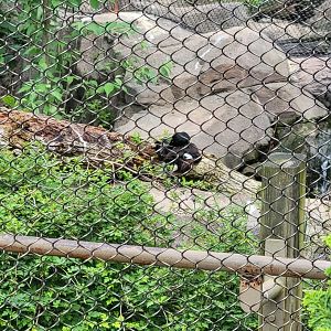 Louisville 5/22 - Glacier Run, duck in Sea Eagle Aviary (closed)