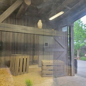 Louisville 5/22 - Glacier Run, Snowy owl