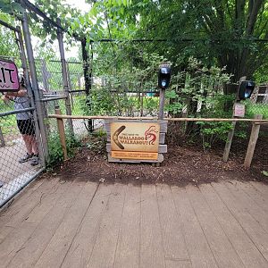 Louisville 5/22 - Wallaroo Walkabout