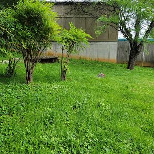 Louisville 5/22 - Wallaroo Walkabout, Bennett's wallaby asleep