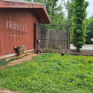 Louisville 5/22 - Wallaroo Walkabout, common wallaroos