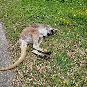 Louisville 5/22 - Wallaroo Walkabout, common wallaroo passed out