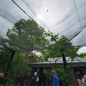 Louisville 5/22 - Lorikeet Landing