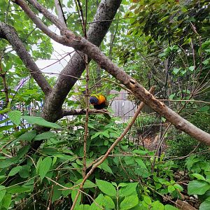 Louisville 5/22 - Lorikeet Landing