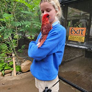 Louisville 5/22 - Lorikeet Landing, red lory on employee