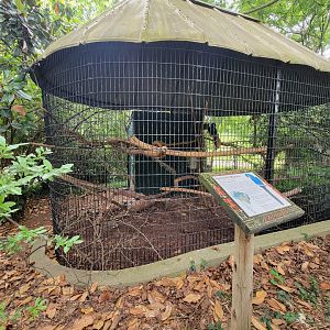 Louisville 5/22 - Hyacinth macaw