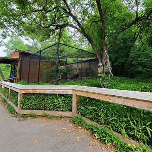 Louisville 5/22 - Linnaeus's two-toed sloth