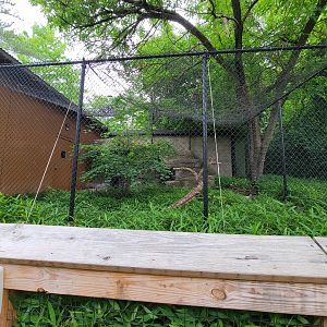 Louisville 5/22 - Linnaeus's two-toed sloth