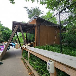 Louisville 5/22 - Linnaeus's two-toed sloth
