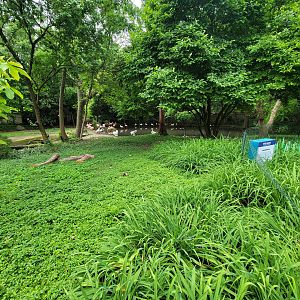 Louisville 5/22 - Chilean flamingo, southern screamer, unsigned dalmatian pelicans