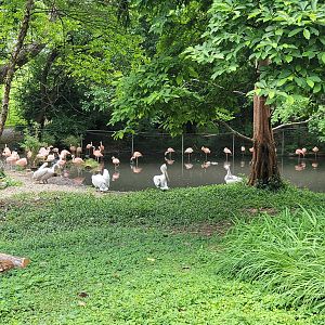 Louisville 5/22 - Chilean flamingo, southern screamer, unsigned dalmatian pelicans