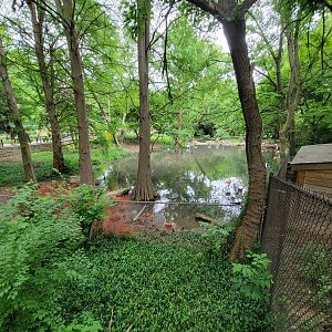 Louisville 5/22 - Chilean flamingo, southern screamer, unsigned dalmatian pelicans