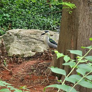 Louisville 5/22 - Wild black-crowned night heron hunting