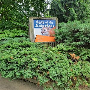 Louisville 5/22 - Cats of the Americas