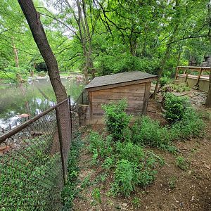 Louisville 5/22 - Cats of the Americas, bald eagle