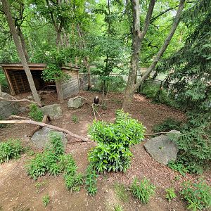 Louisville 5/22 - Cats of the Americas, bald eagle