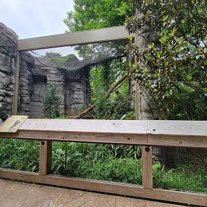 Louisville 5/22 - Cats of the Americas, Canada lynx