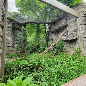 Louisville 5/22 - Cats of the Americas, Canada lynx
